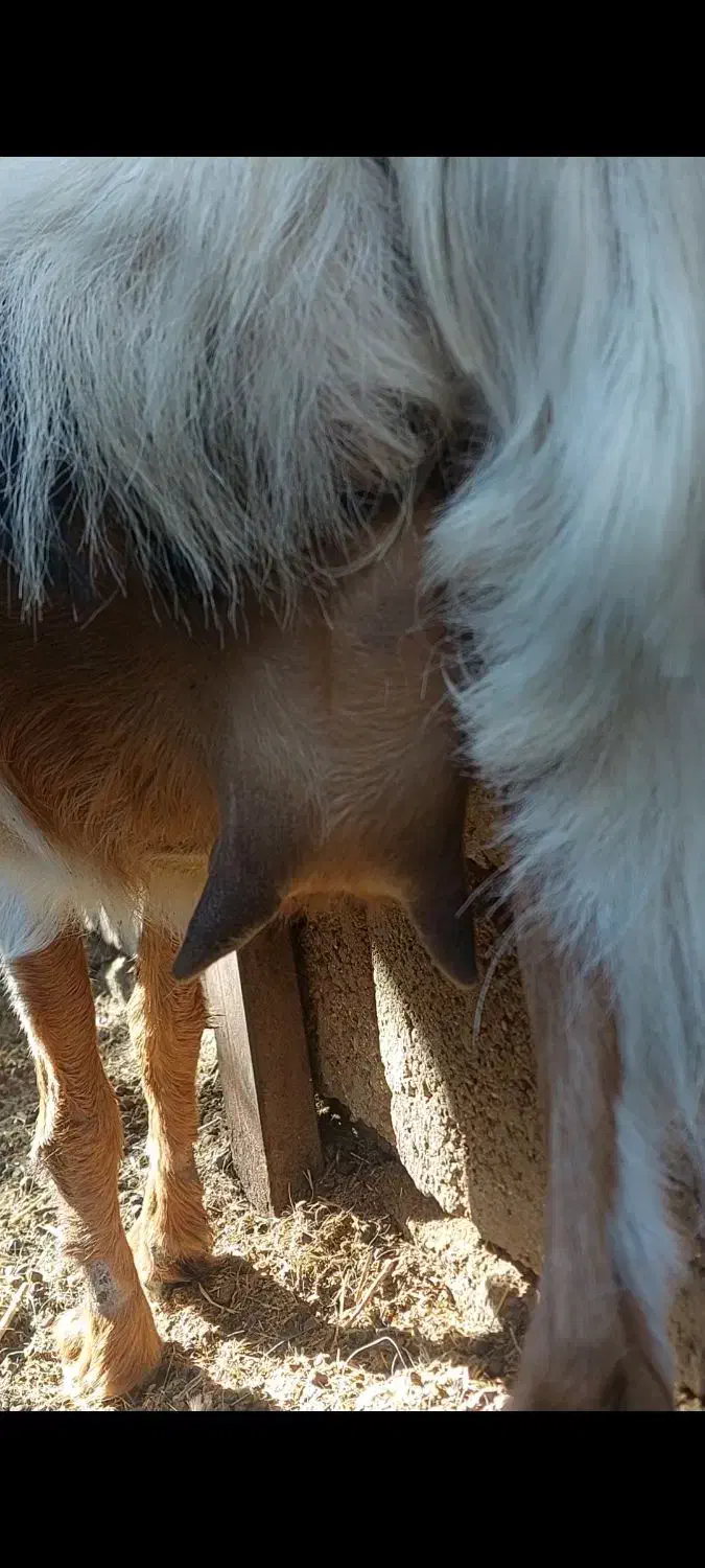 چپش گلابی و بز آبستن نزدیک|حیوانات مزرعه|جیرفت, |دیوار