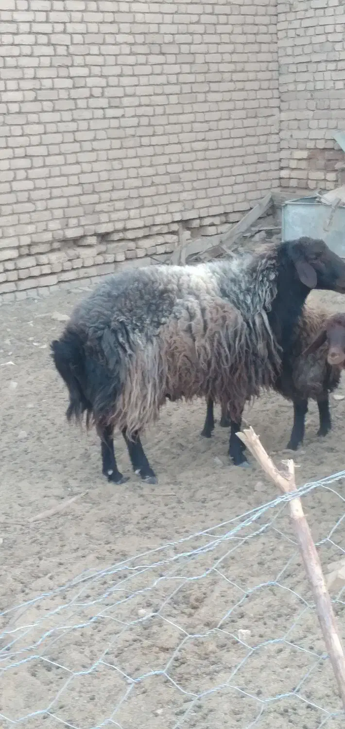 فروش قوچ|حیوانات مزرعه|شال, |دیوار