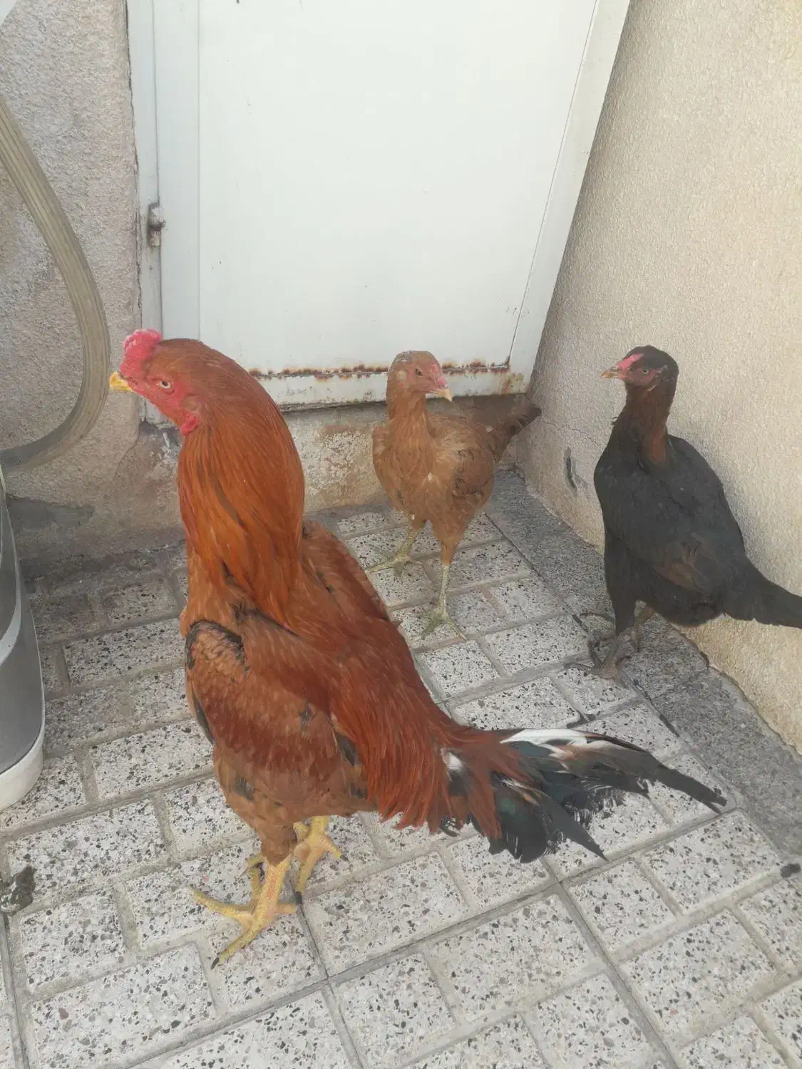 مرغ|حیوانات مزرعه|مشهد, رضاییه|دیوار