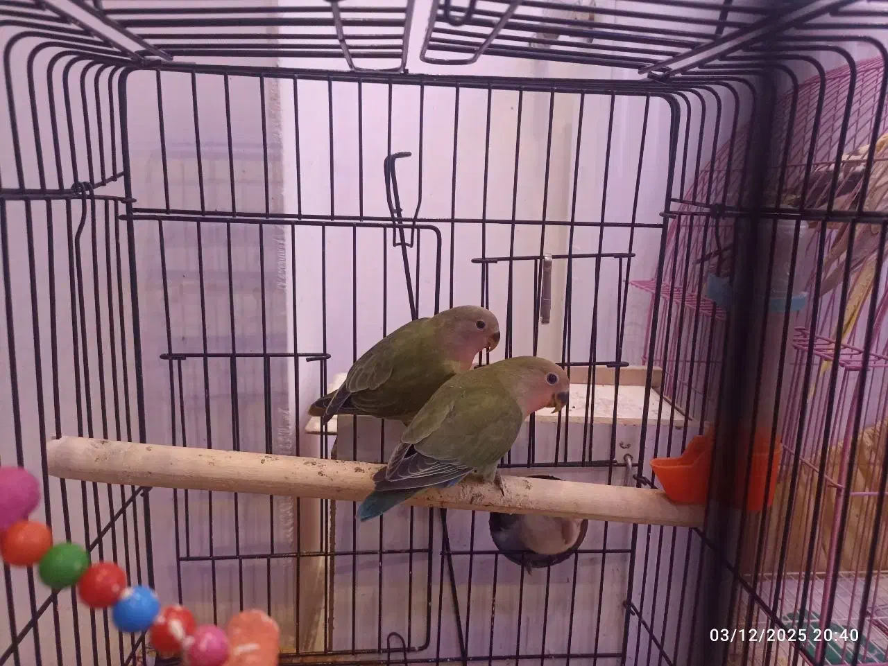 طوطی|پرنده|ارومیه, |دیوار