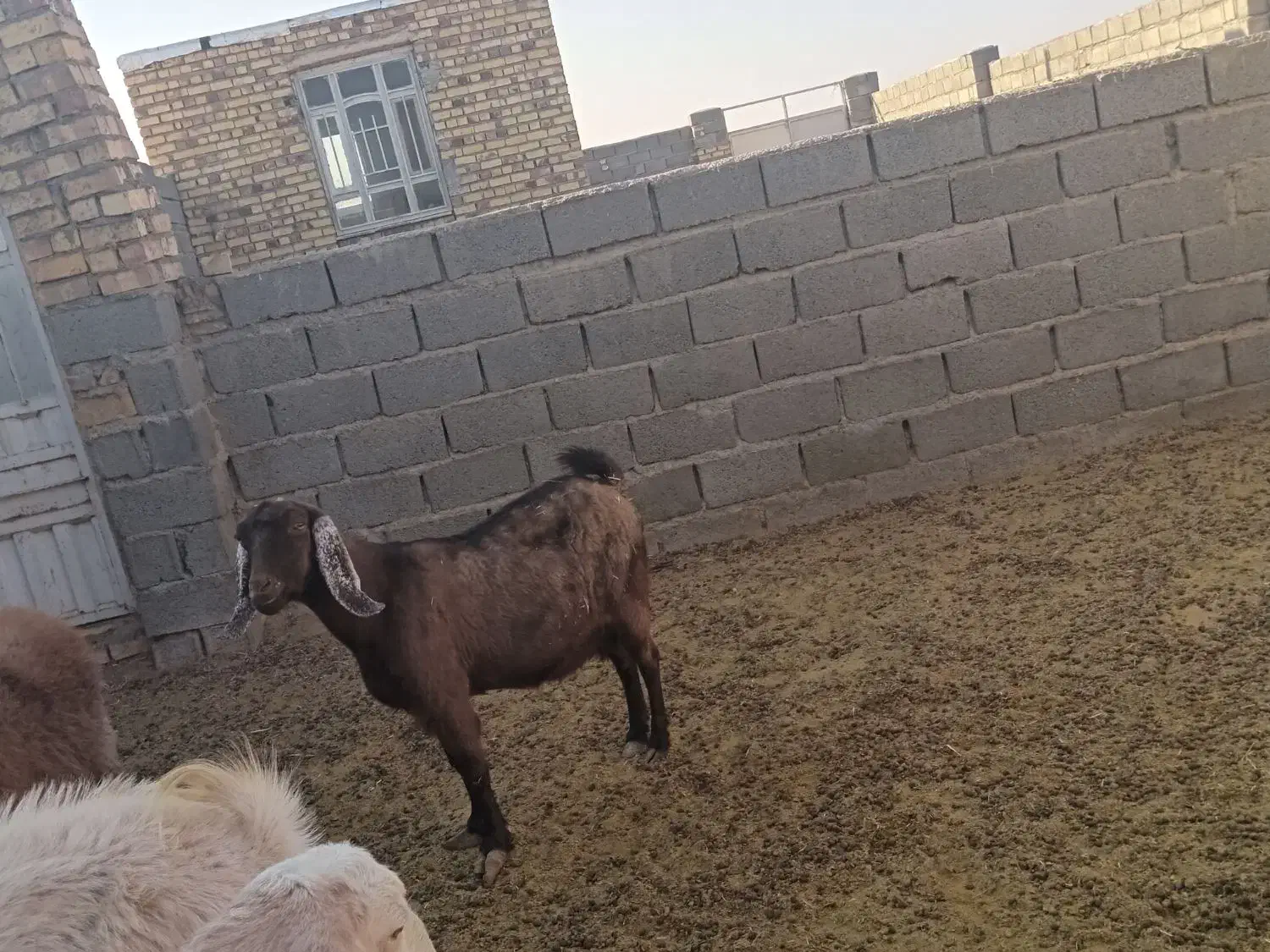 فروش دام|حیوانات مزرعه|گناباد, |دیوار