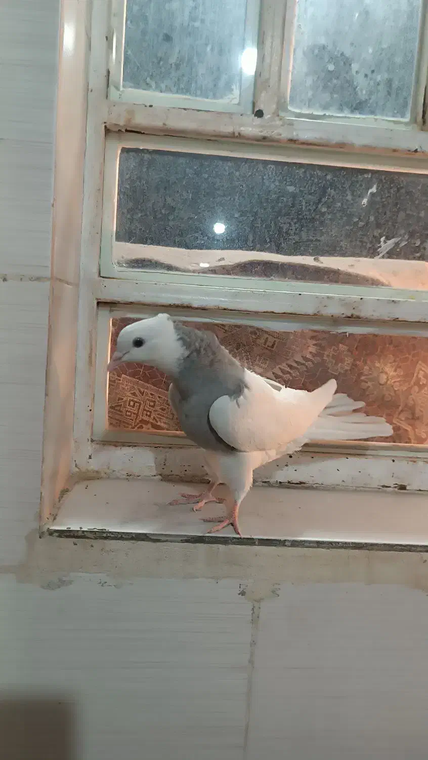 جوجه طوق الماسی عتیقه|پرنده|یاسوج, |دیوار