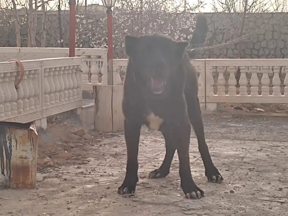 سگ سرابی|سگ|مبارکه, |دیوار