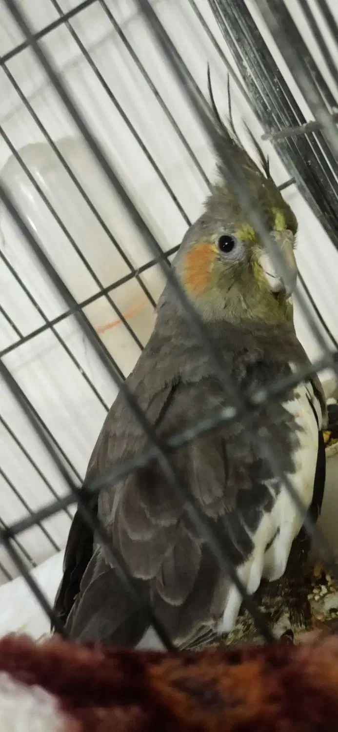 عروس هلندی بالغ نر و ماده|پرنده|اصفهان, ملک|دیوار