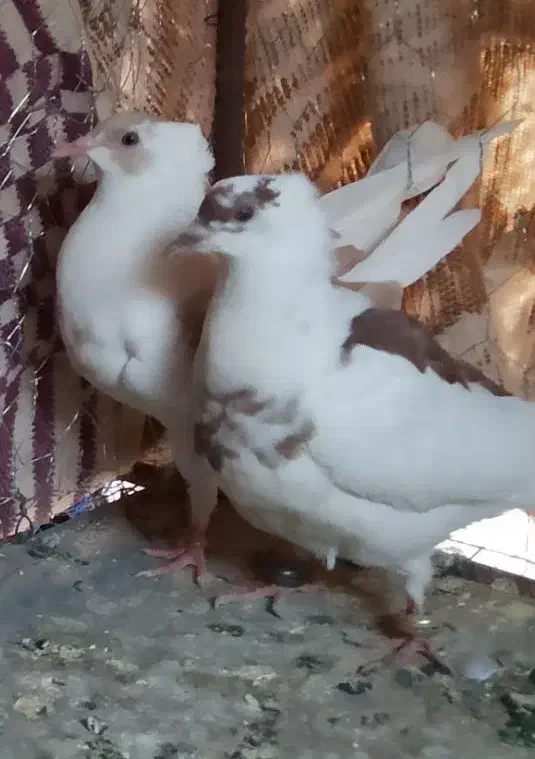 کفتر رنگه|پرنده|آیسک, |دیوار