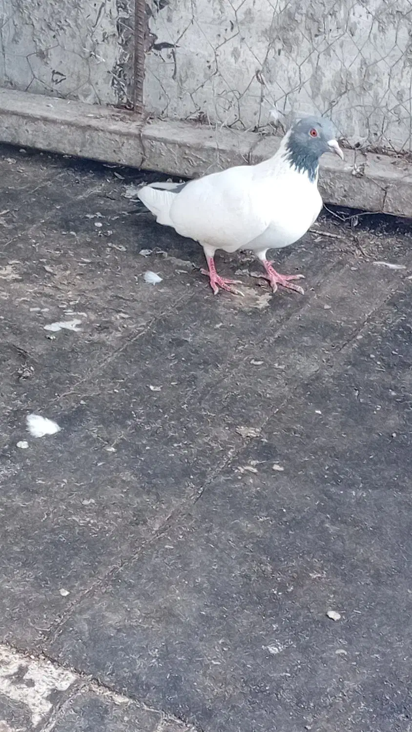 گوباش|پرنده|اردبیل, |دیوار