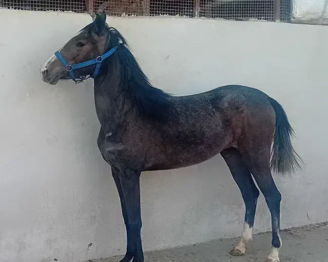 اسب مادیان|اسب و تجهیزات اسب‌سواری|صحنه, |دیوار