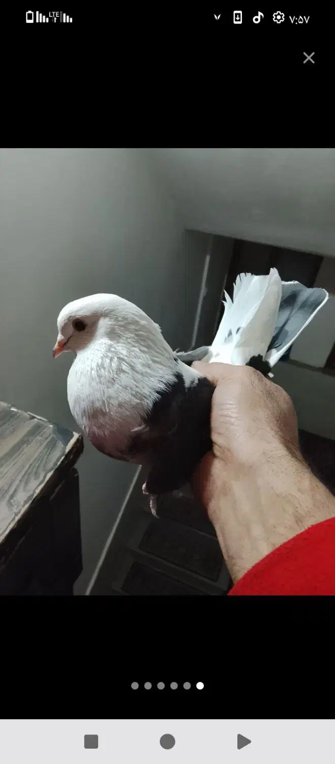 کفتر پرشی دونه ای 320|پرنده|شهریار, رزکان|دیوار