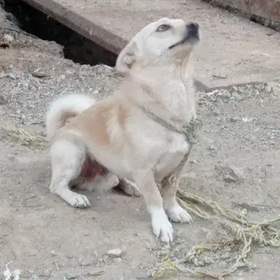 سگ پامر روباهی|سگ|همدان, |دیوار