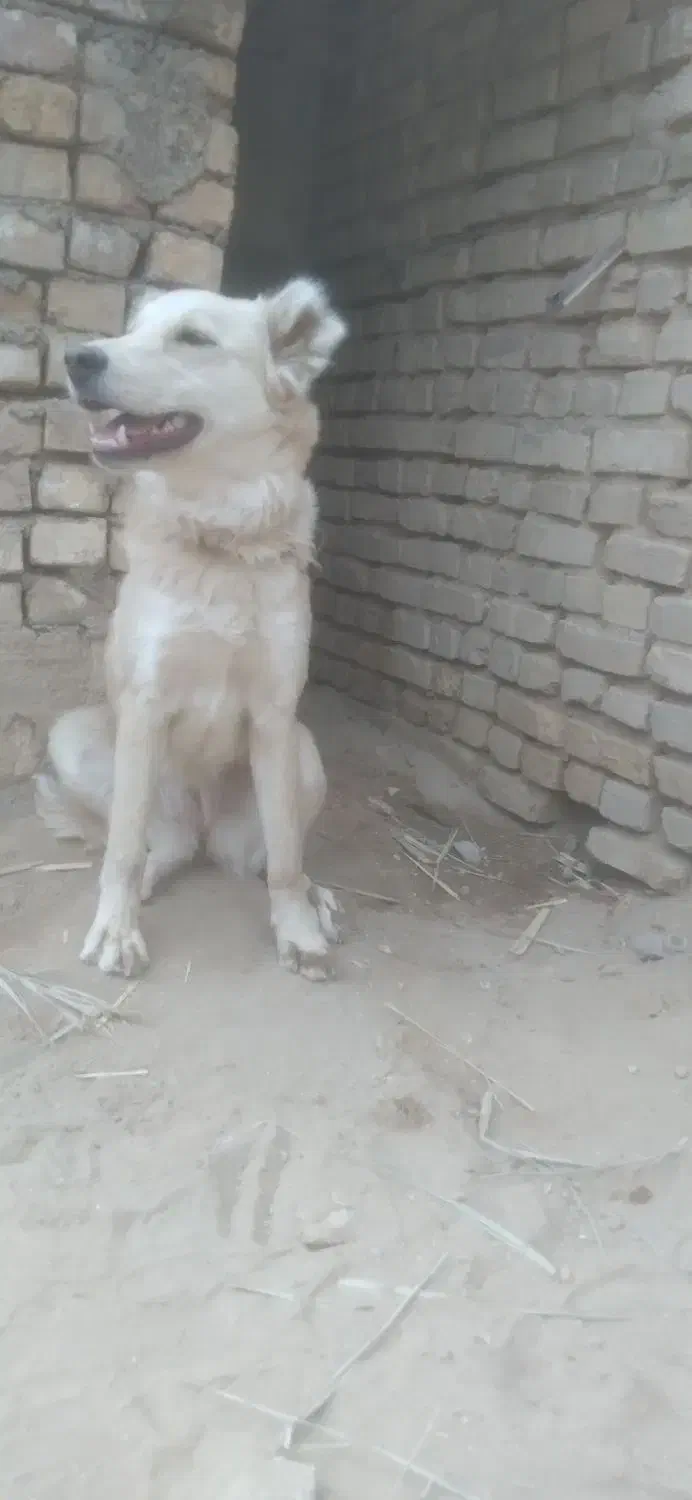 سگ.|سگ|اردکان, |دیوار