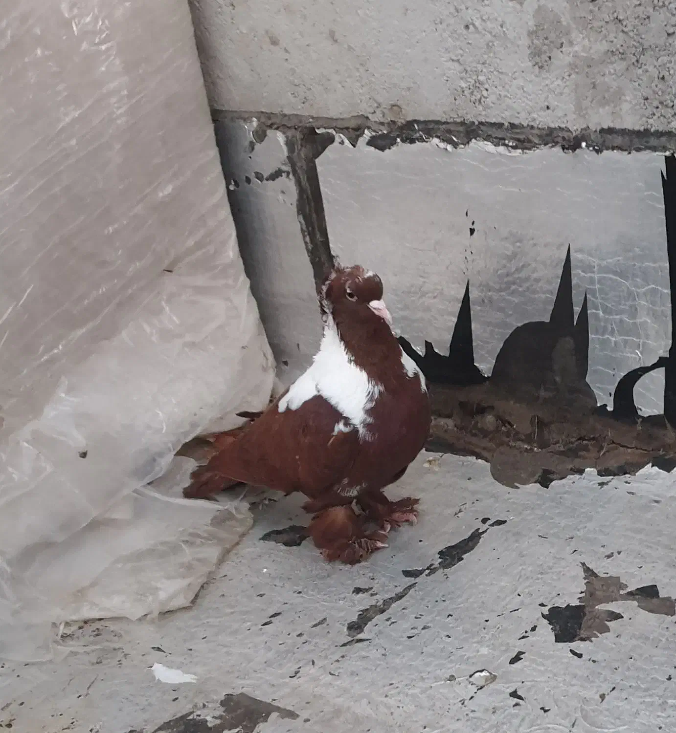 کبوتر|پرنده|اردبیل, |دیوار