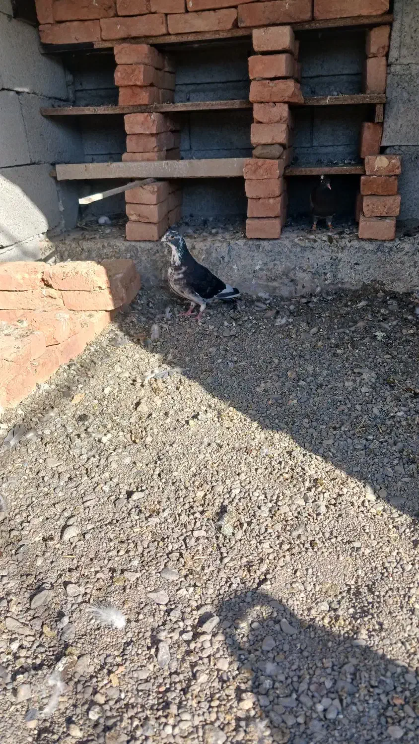 دوبر ماده|پرنده|مشگین شهر, |دیوار