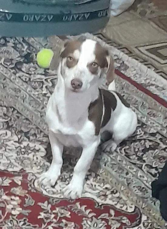 سگ پاکوتاه اشپیتز آلمانی|سگ|مشهد, نوده|دیوار