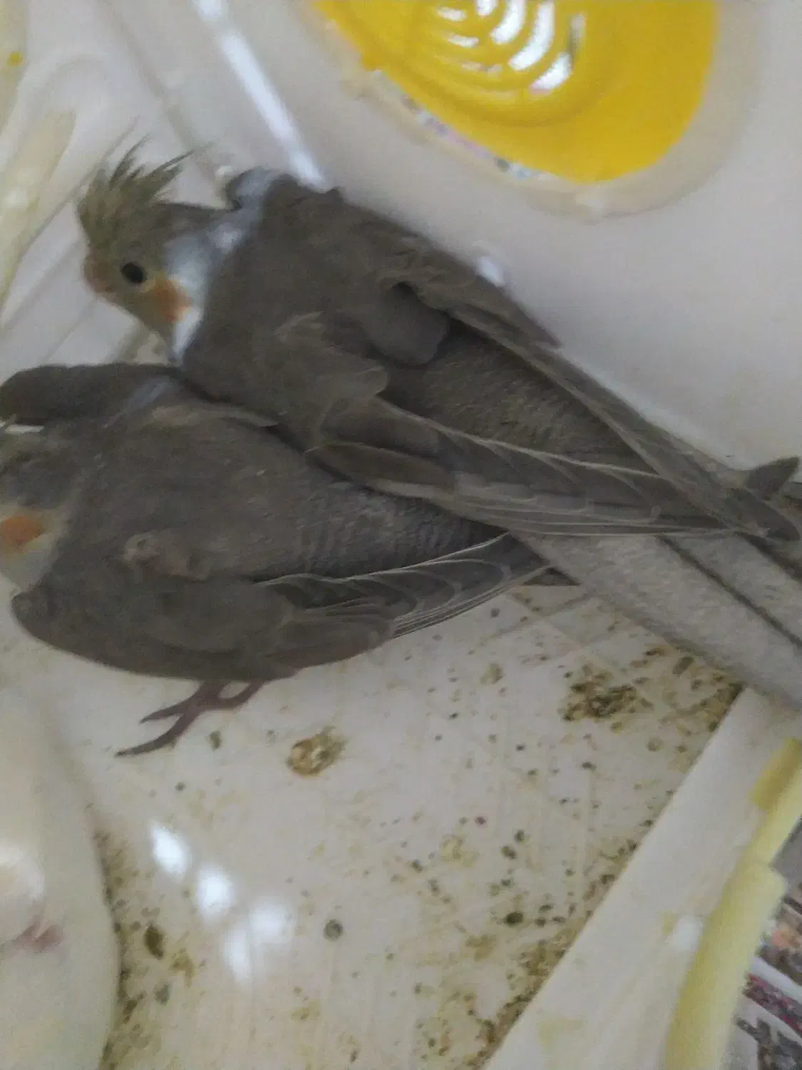 فروش پرنده عروس هلندی|پرنده|ایوان, |دیوار