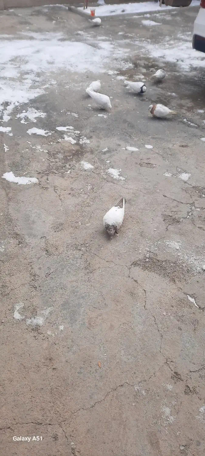 کبوتر|پرنده|سنقر, |دیوار