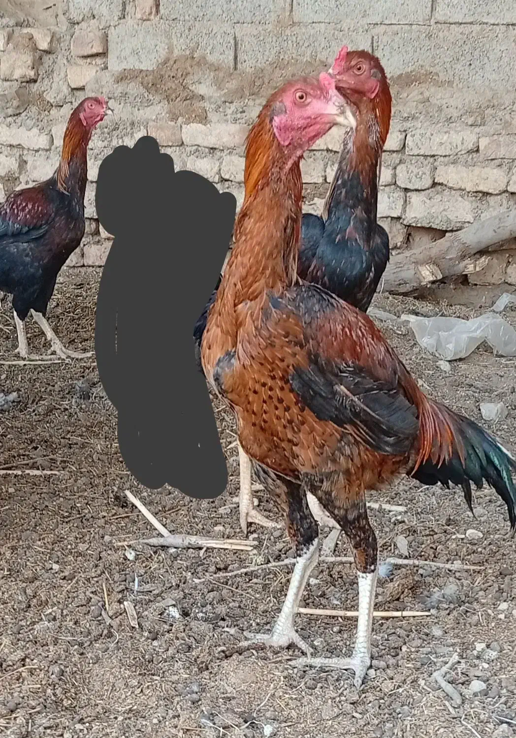 جوجه|حیوانات مزرعه|کرباسک, |دیوار