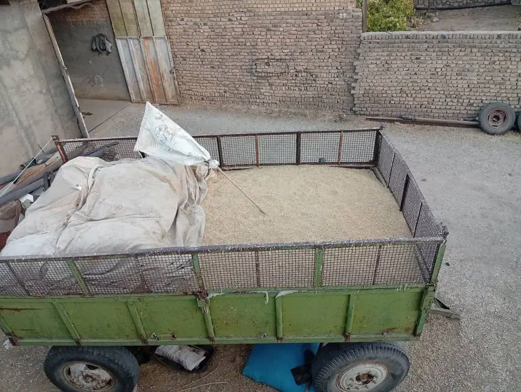 جو دیم بذری|عمده‌فروشی|سیلاخور, |دیوار