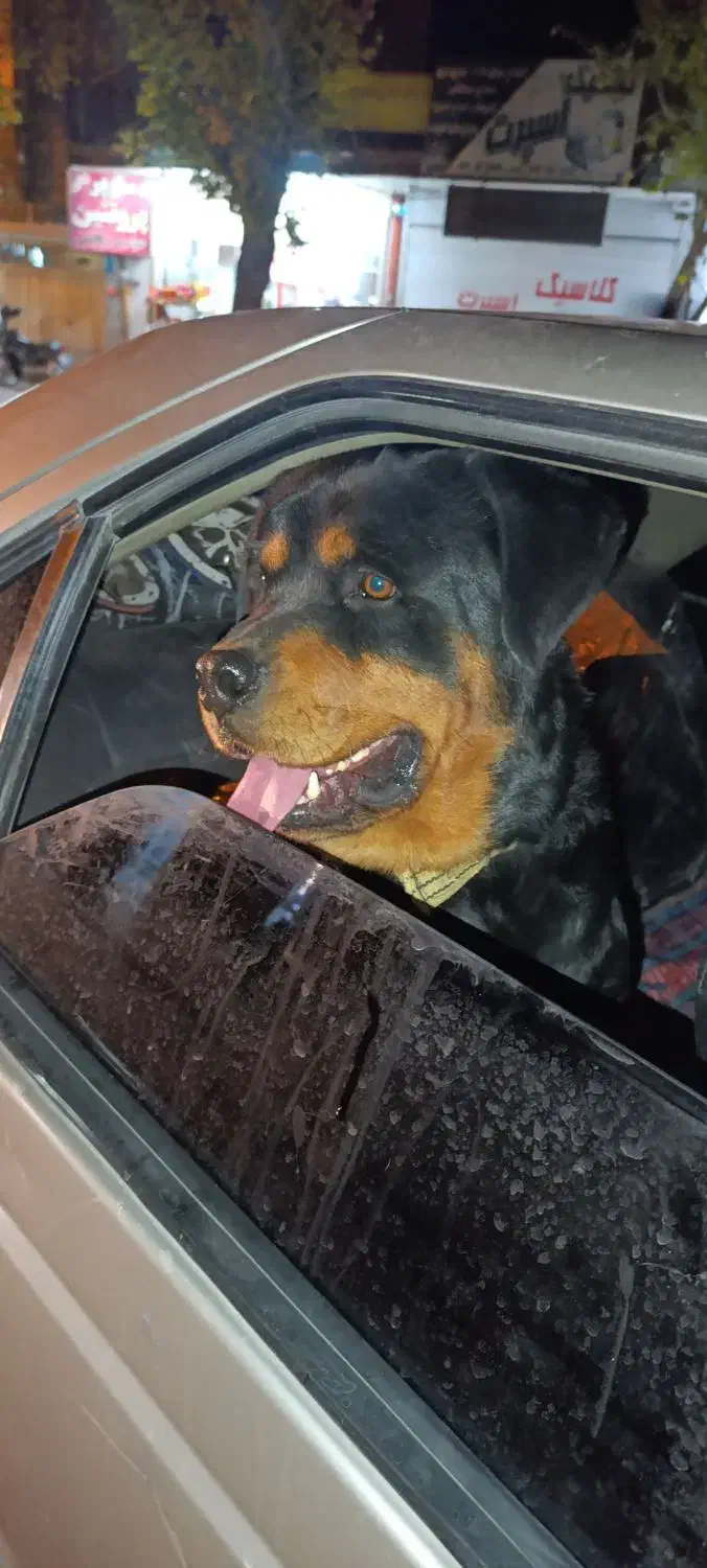 روتوایلراصیل|سگ|تهران, سنگلج (شاپور)|دیوار