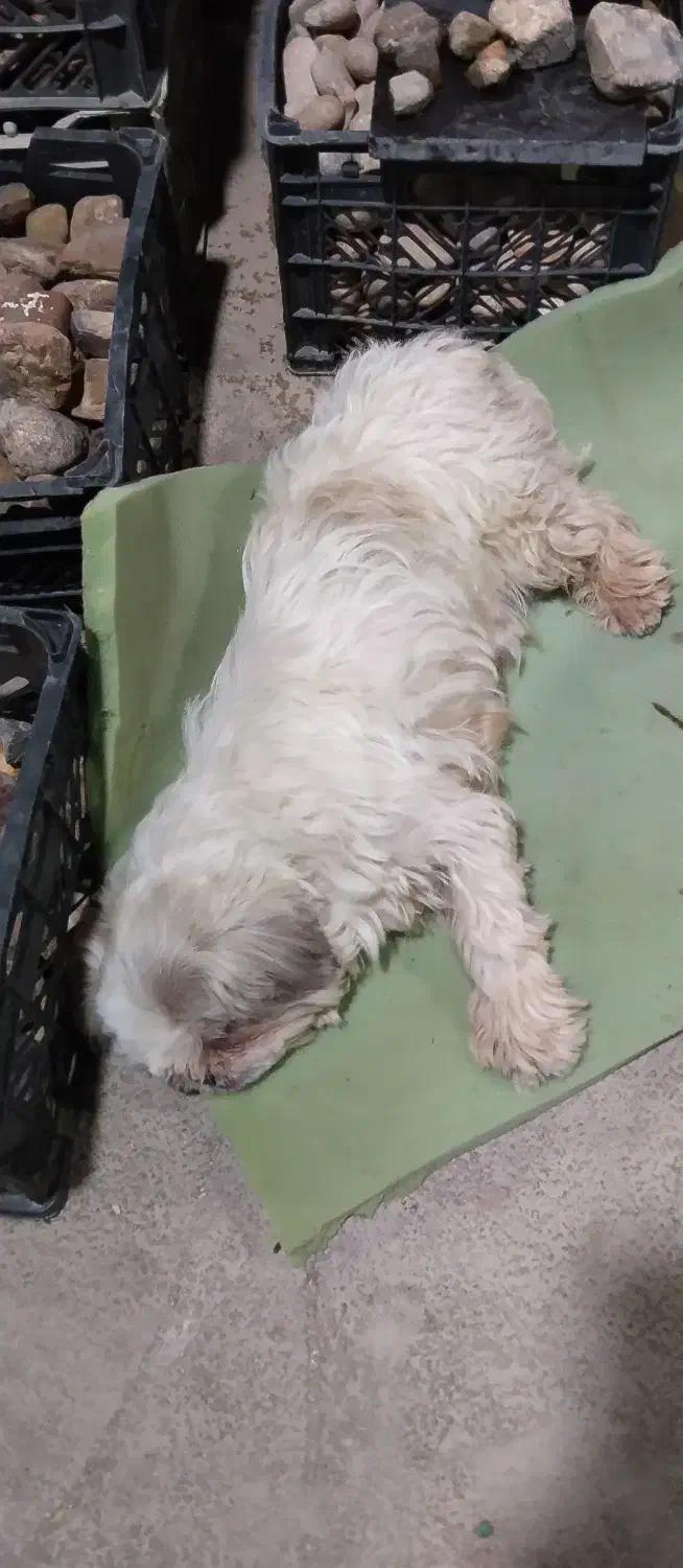 سگ خانگی نژاد شیتزو|سگ|شیراز, شاپورجان|دیوار