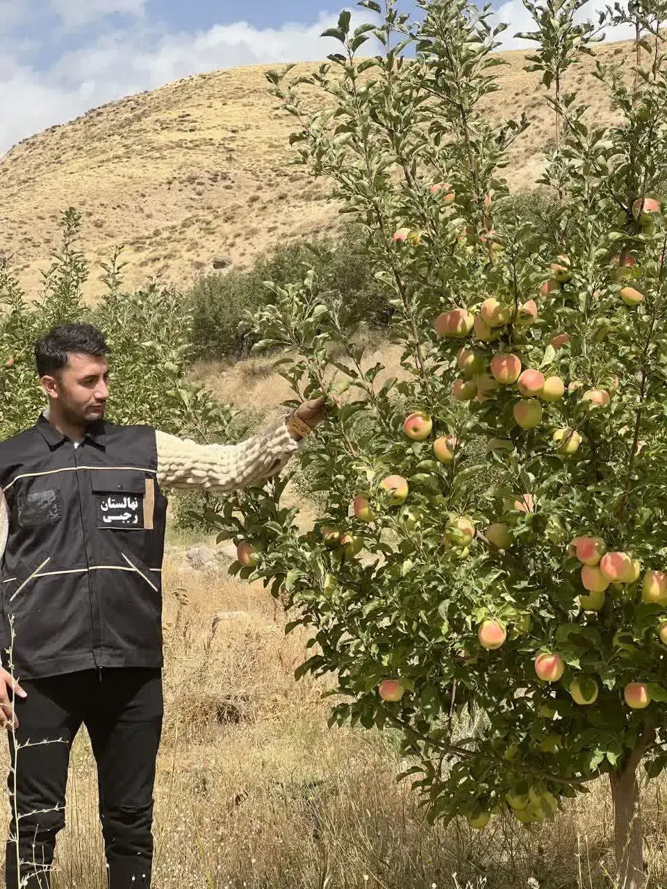 فروش نهال سیب لازا پربار|خدمات باغبانی و درختکاری|فریمان, |دیوار