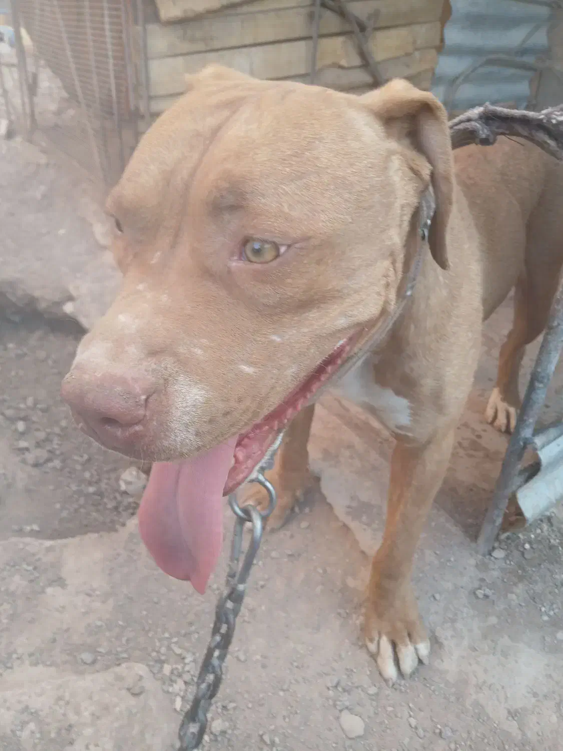 پیت بول نر ،هنوز دوساله نشده|سگ|نگار, |دیوار