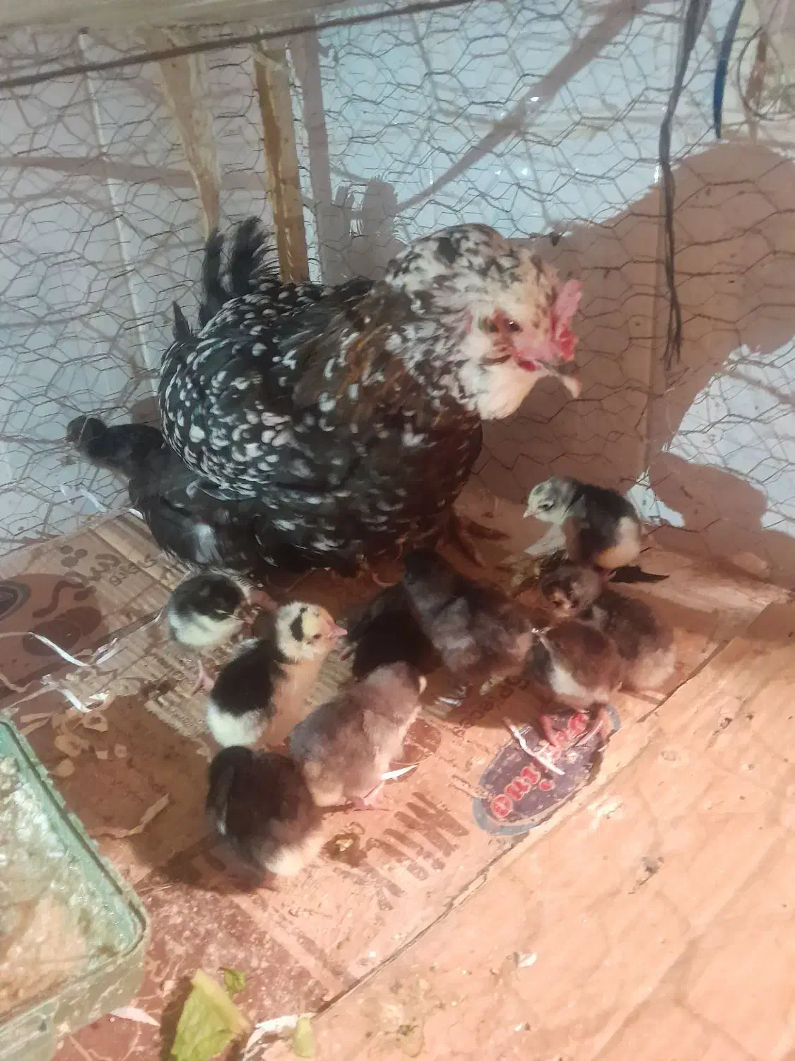 گلین لری قلم سبز|حیوانات مزرعه|رباط‌کریم, رباط‌کریم|دیوار