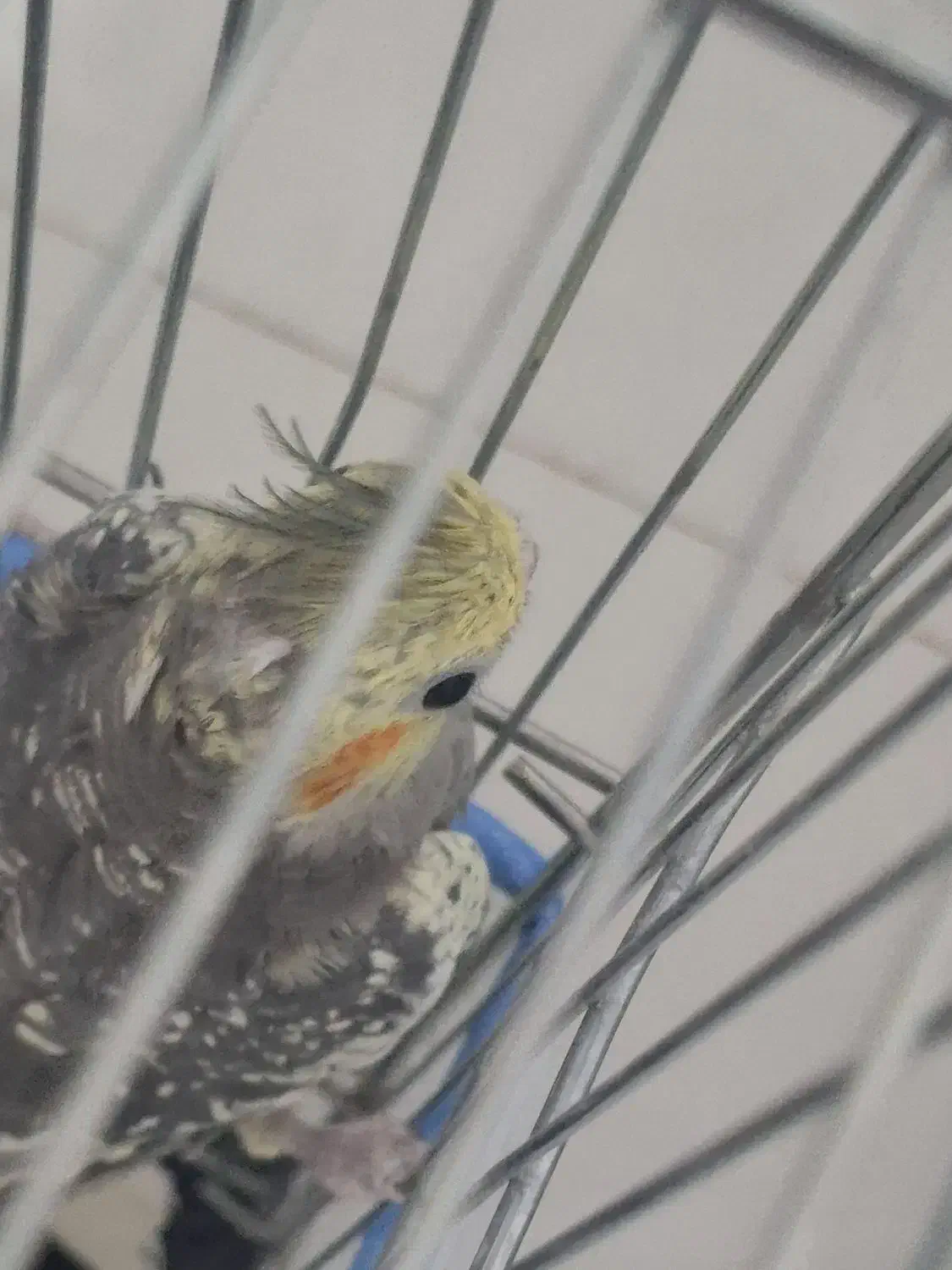 عروس هلندی|پرنده|صحنه, |دیوار