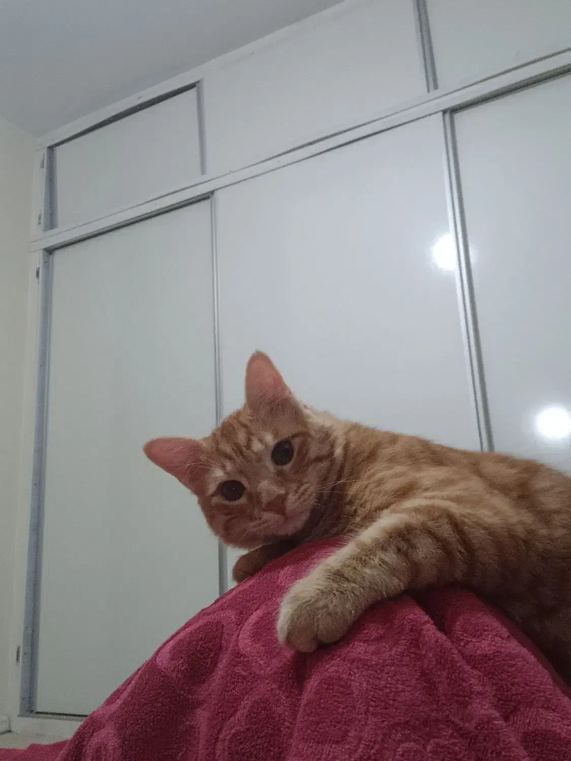 واگذاری گربه|گربه|پرند, فاز ۶|دیوار