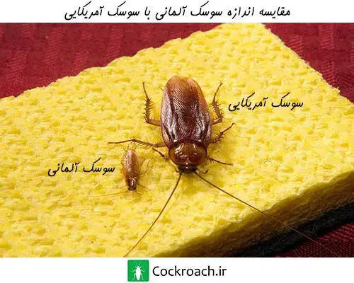 سمپاشی منازل دارنده گواهینامه حرفه ایHSE سم پاشی|خدمات نظافت|قدس, شهرقدس|دیوار