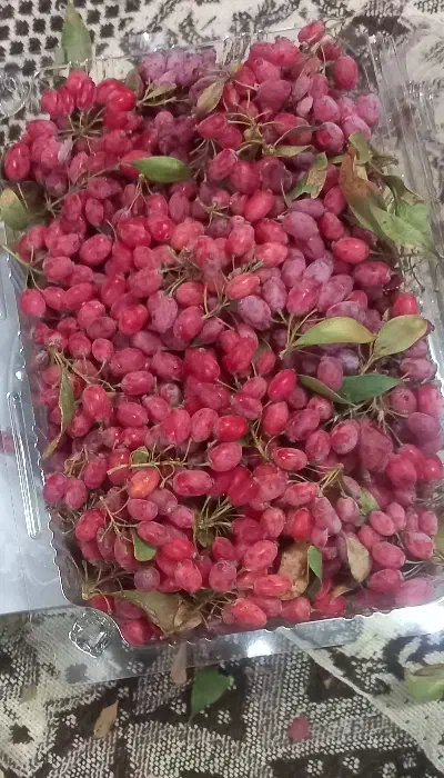 زرشک قاینات|خوردنی و آشامیدنی|سبزوار, هویزه|دیوار
