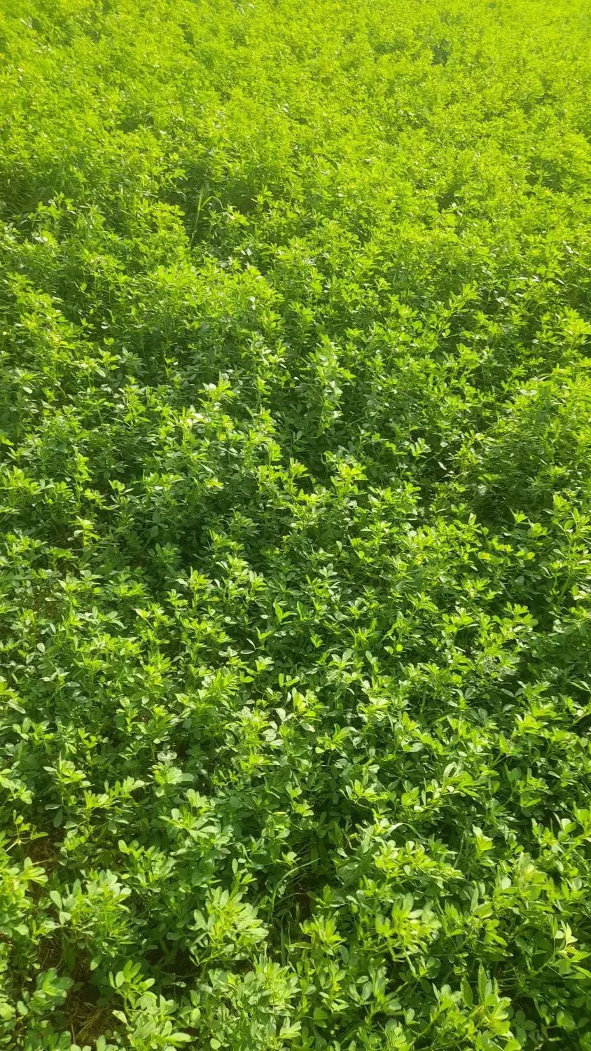 یونجه ساقه ریز گوسفندی|لوازم جانبی حیوانات|حمیل, |دیوار