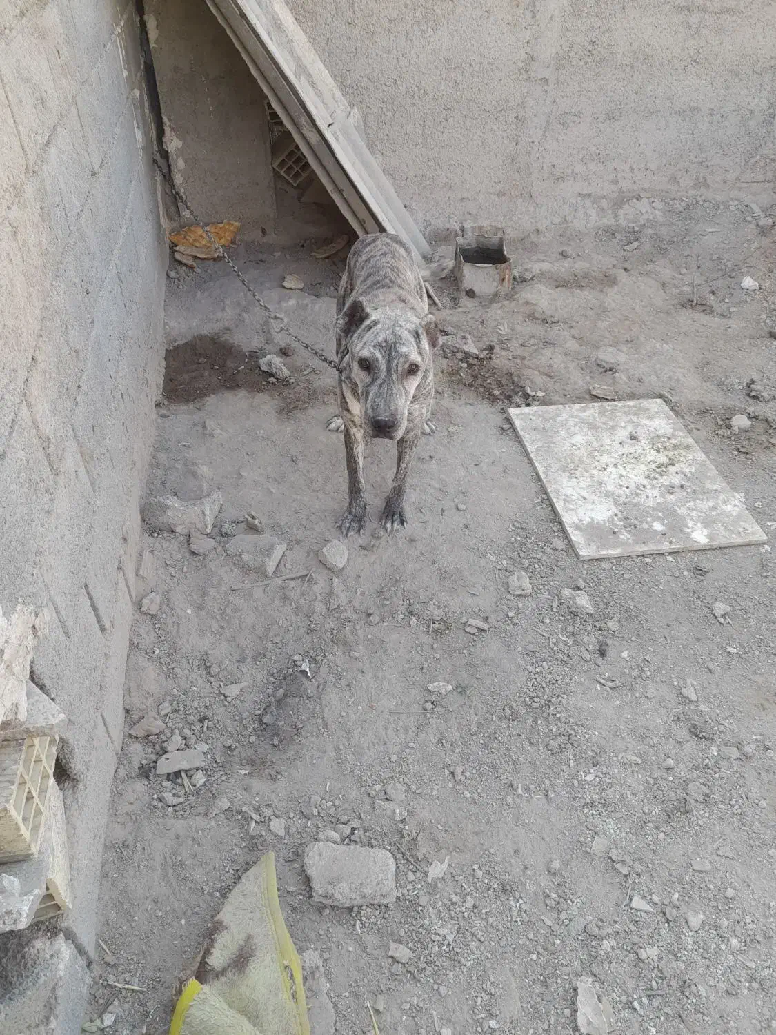 افغان|سگ|تهران, یافت‌آباد|دیوار