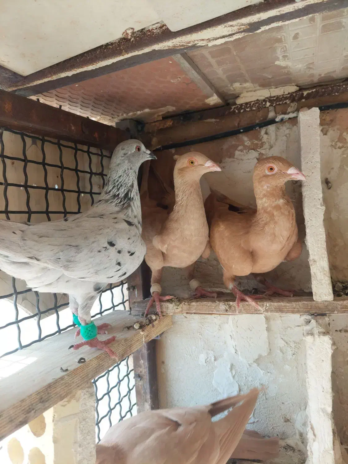 دوکتی پلاکی زرد عراقی|پرنده|شوشتر, |دیوار