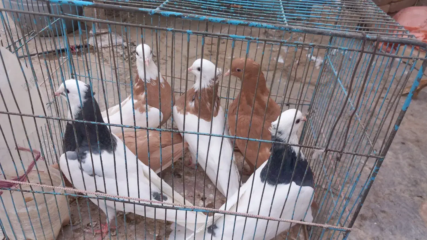 کفتر|پرنده|سبزوار, قصبه شرقی|دیوار