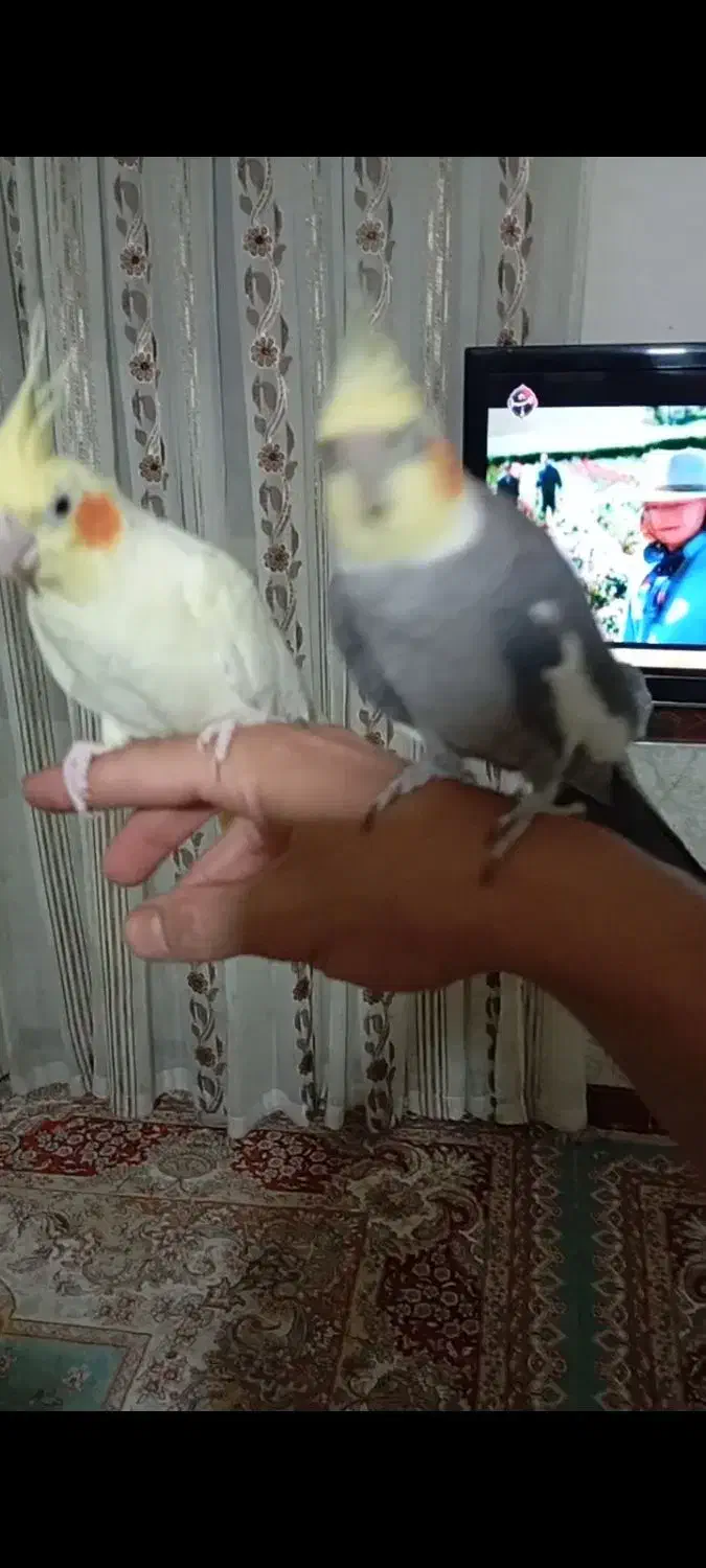 عروس هلندی مولد|پرنده|نورآباد, |دیوار