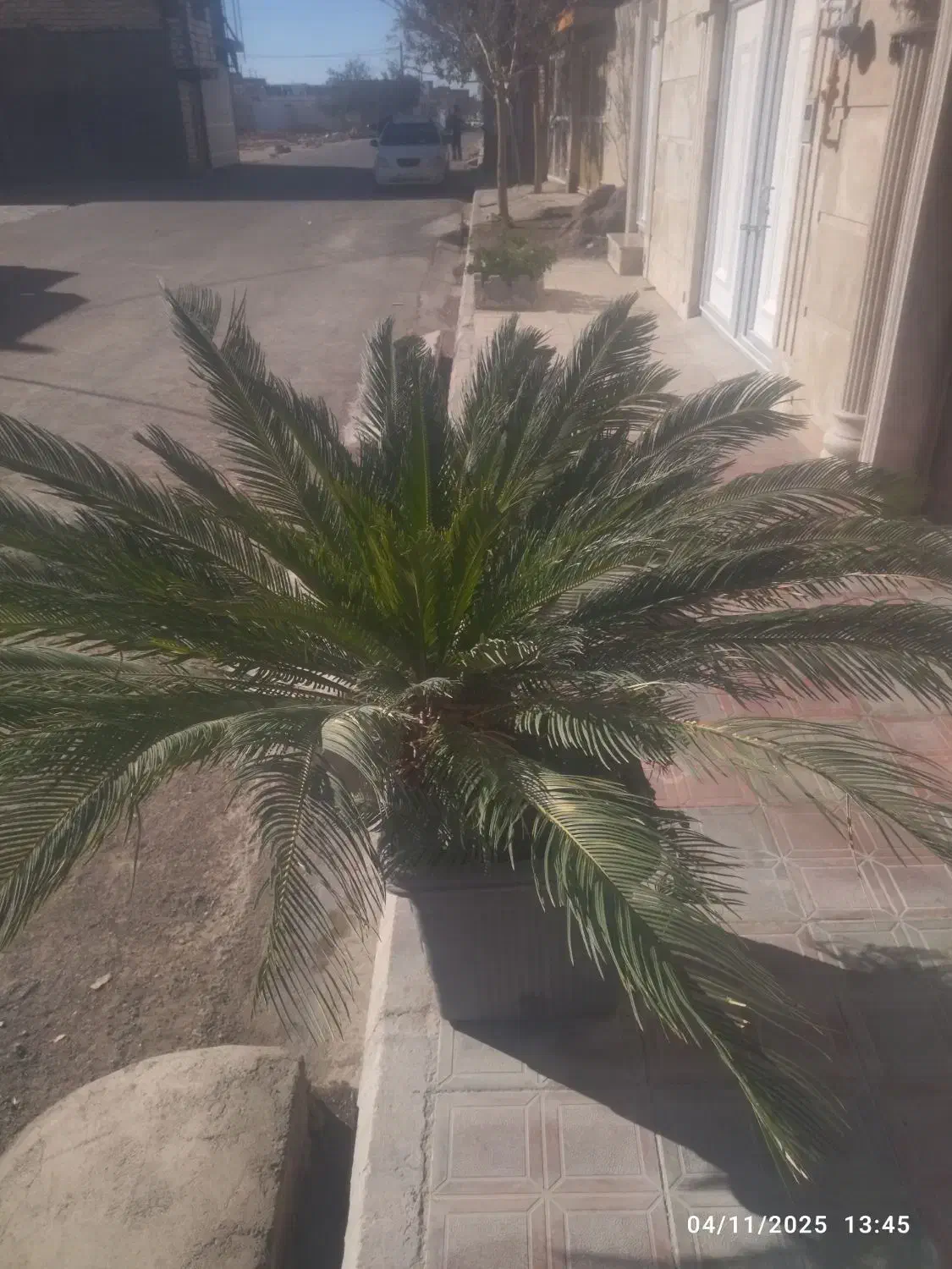 گل سیکاس|گل و گیاه طبیعی|بیرجند, |دیوار