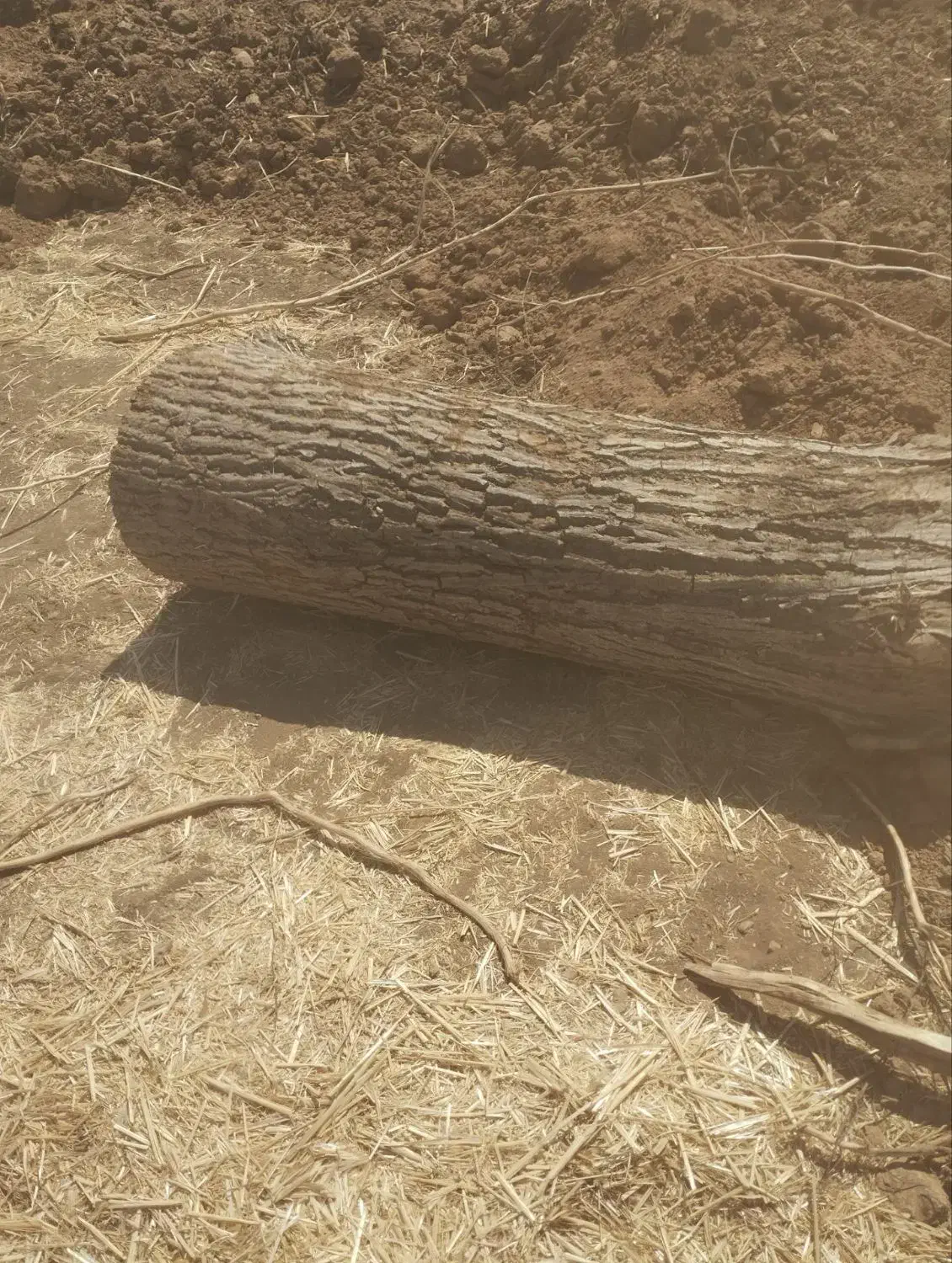 خریدار چوب باغات|خدمات باغبانی و درختکاری|صحنه, |دیوار