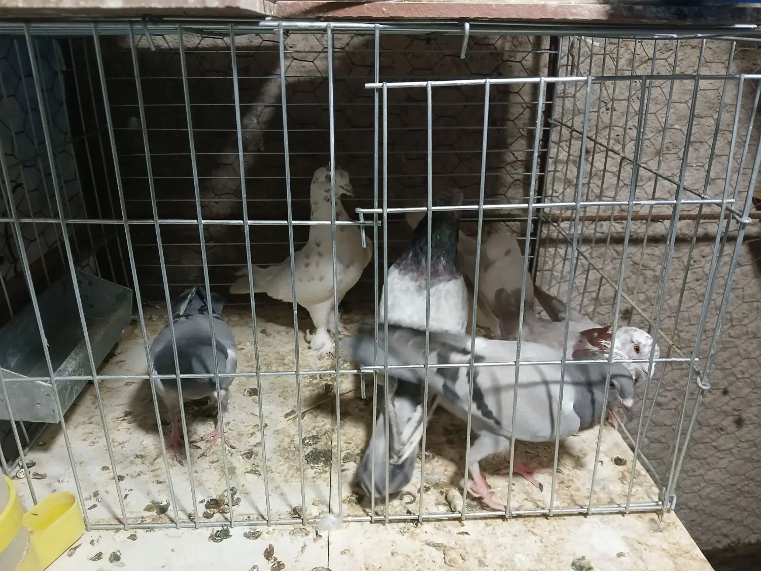 کفتر|پرنده|اردکان, |دیوار