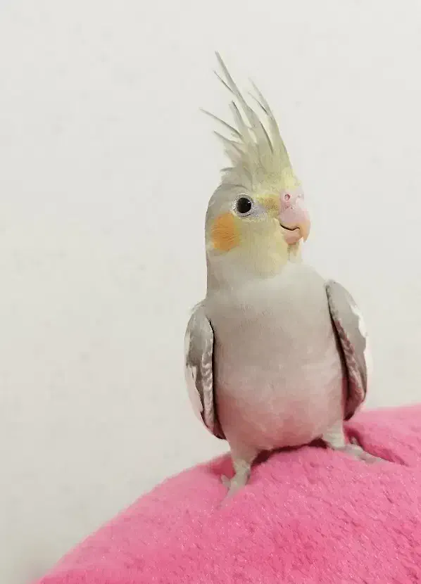 عروس هلندی آهویی|پرنده|کلاچای, |دیوار