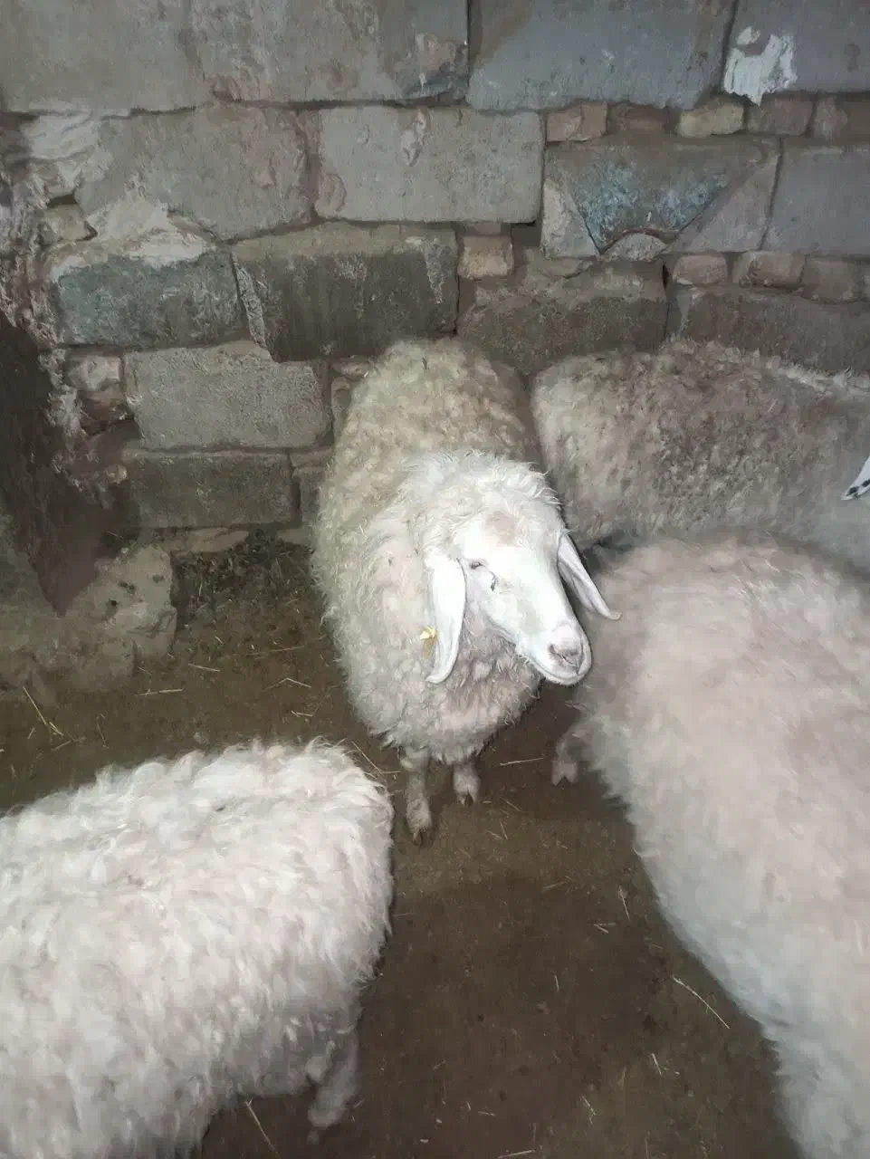 میش|حیوانات مزرعه|درمیان, |دیوار