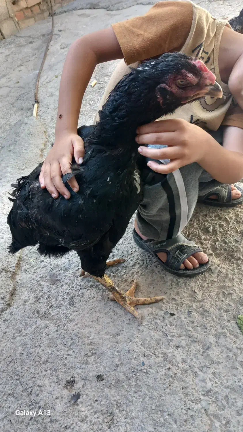 لاری|حیوانات مزرعه|مرند, |دیوار