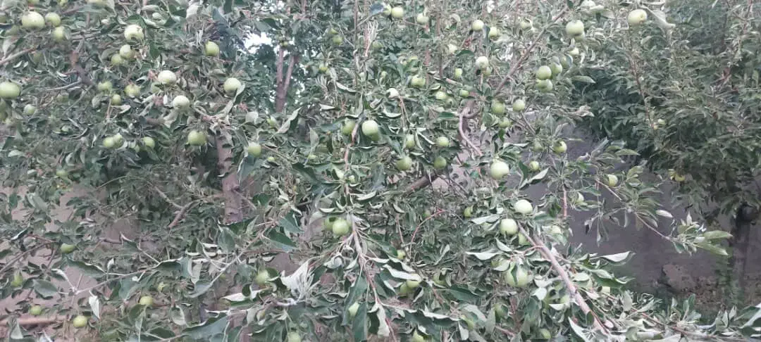 باغ ویلا روستایی|فروش خانه و ویلا|بوئین و میاندشت, |دیوار