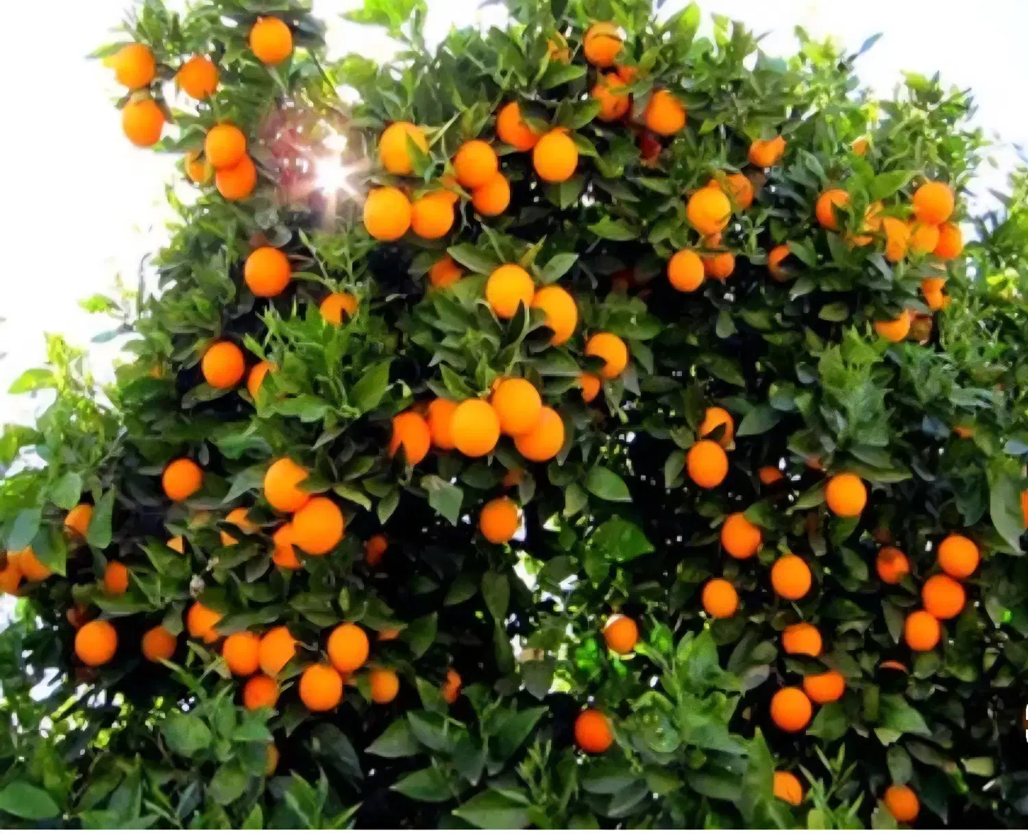 فروش پرتقال تامسون|عمدهفروشی|بهشهر, |دیوار