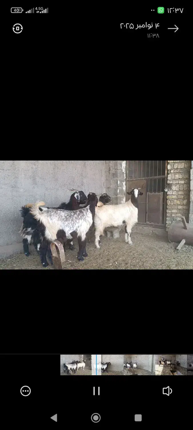 فروش 12راس بز کیسه ترکی ،میش ،بره ،قوچ|حیوانات مزرعه|بختگان, |دیوار