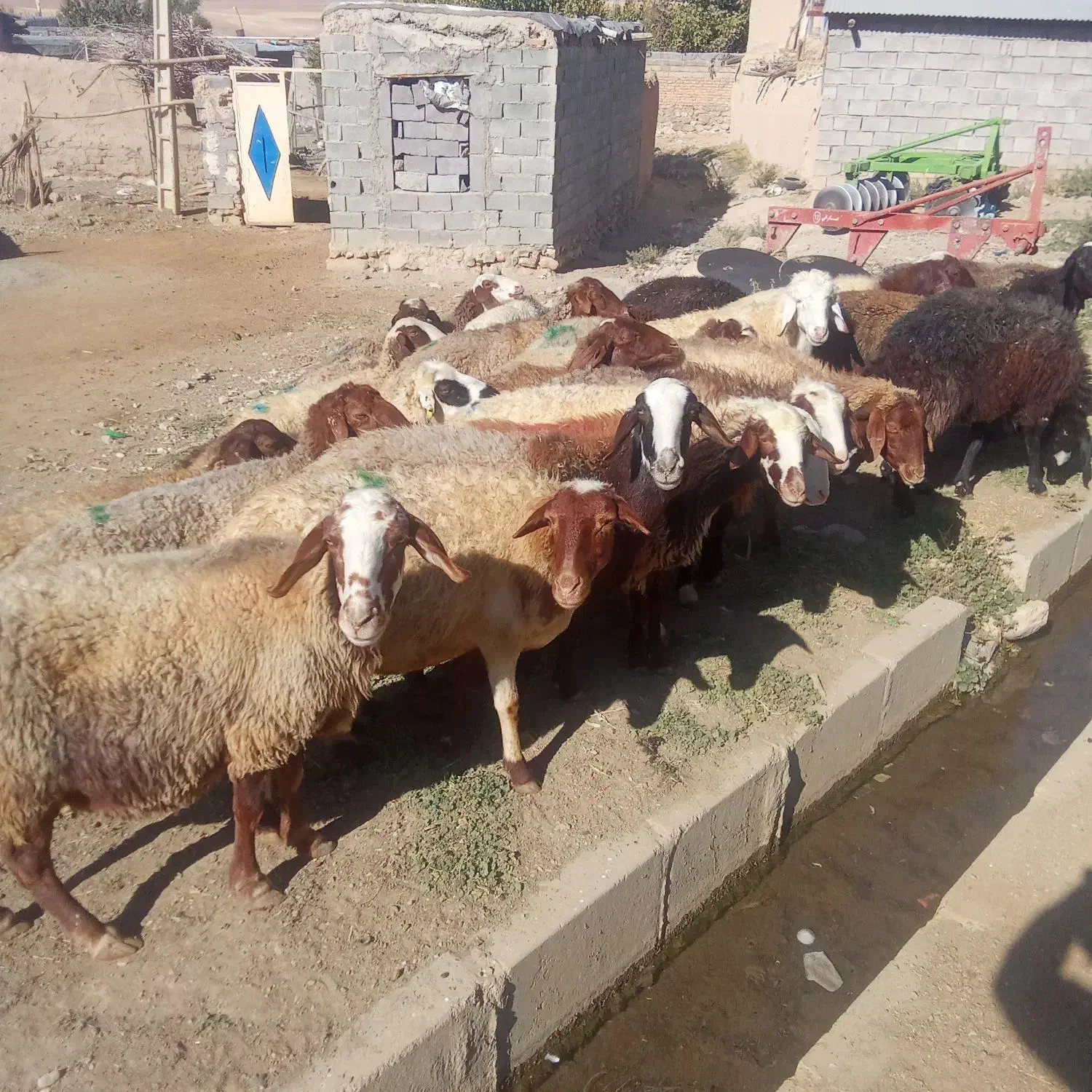 میش داشتی ابستن|حیوانات مزرعه|باوله, |دیوار