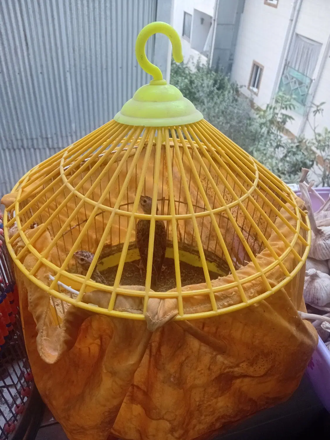 پرنده|پرنده|رشت, رودبارتان|دیوار