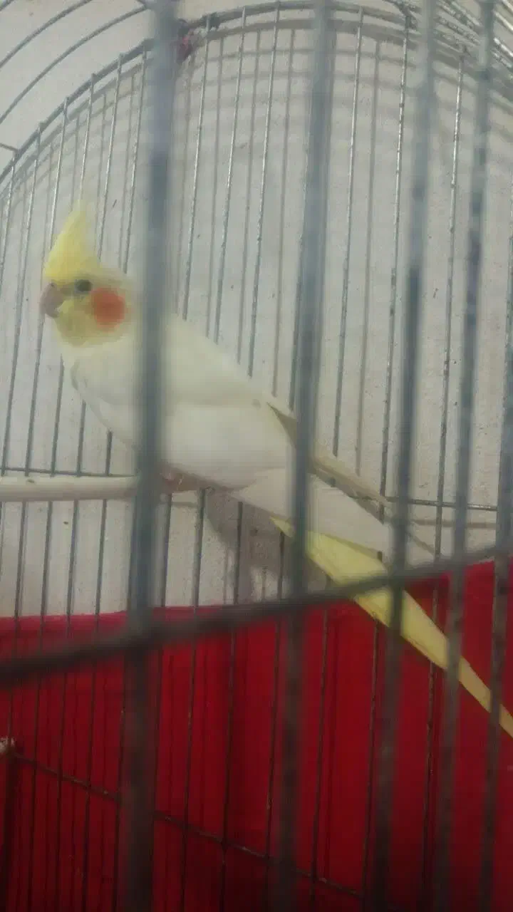 فروش هفت عدد عروس هلندی|پرنده|طبس, |دیوار