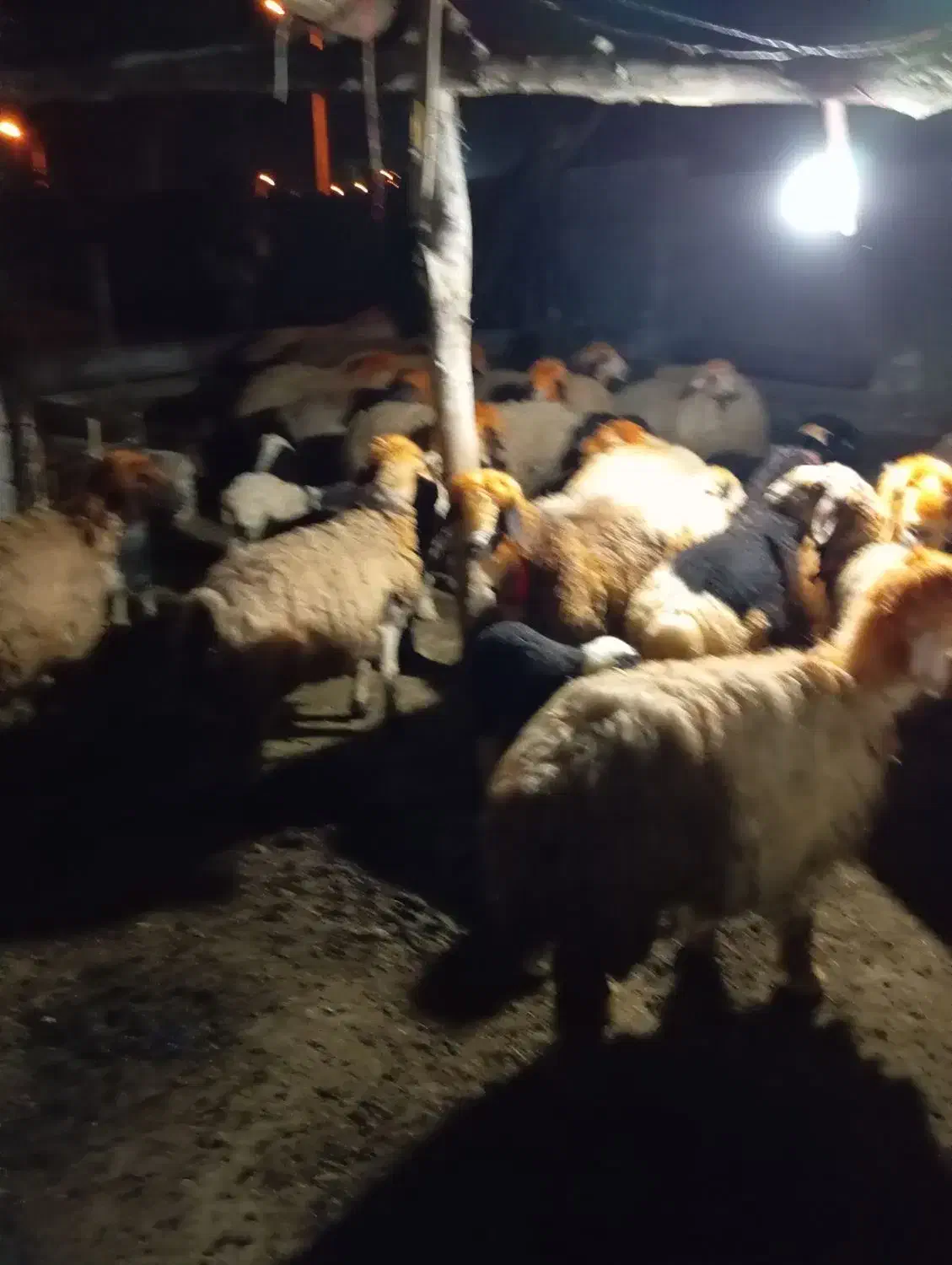 میش‌بختیاری‌‌|حیوانات مزرعه|دهدشت, |دیوار