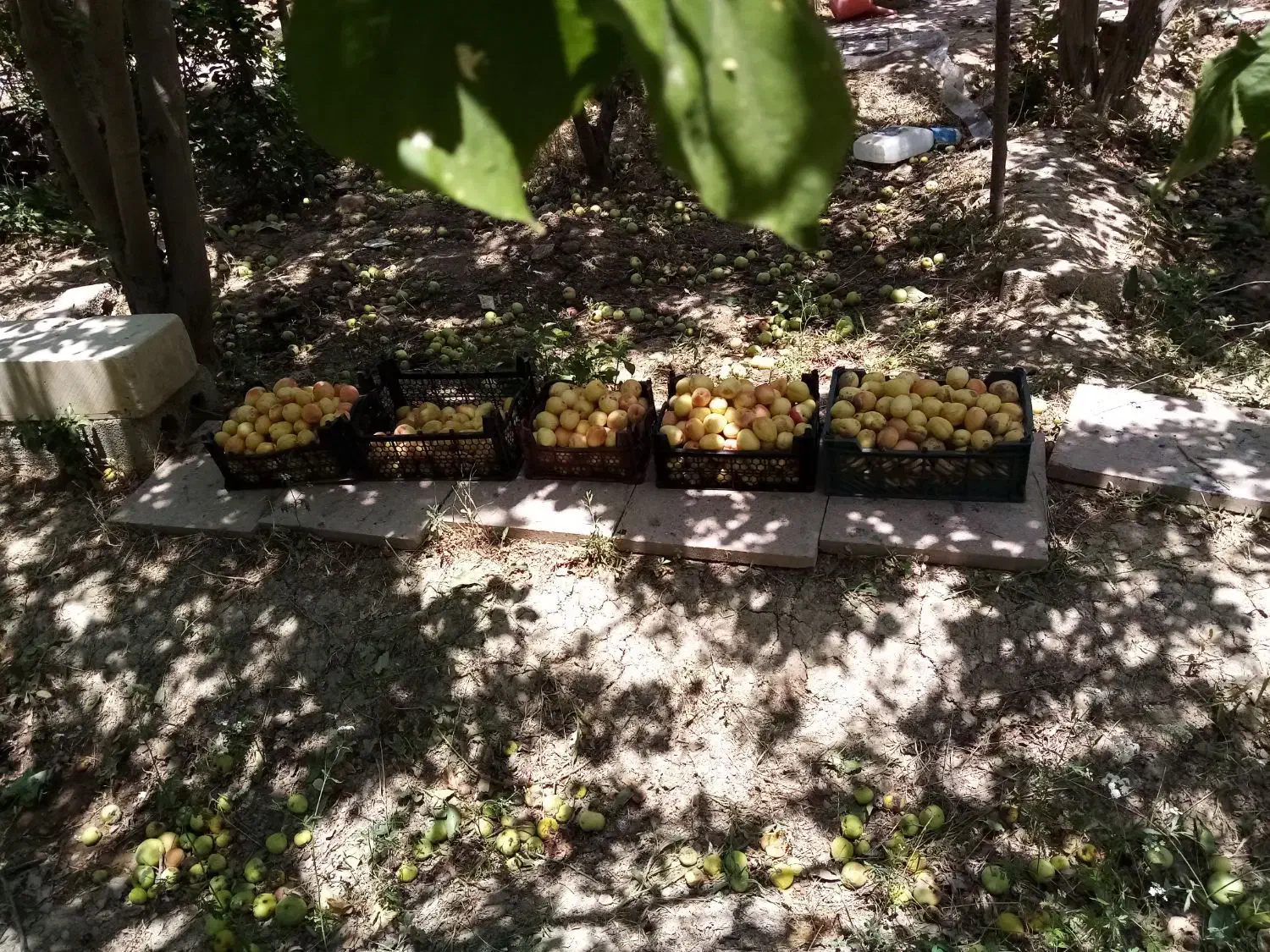 باغ ویلا1600متری جاده آتشگاه سه نبش معاوضه اقساط|فروش خانه و ویلا|نجف‌آباد, قلعه سفید|دیوار