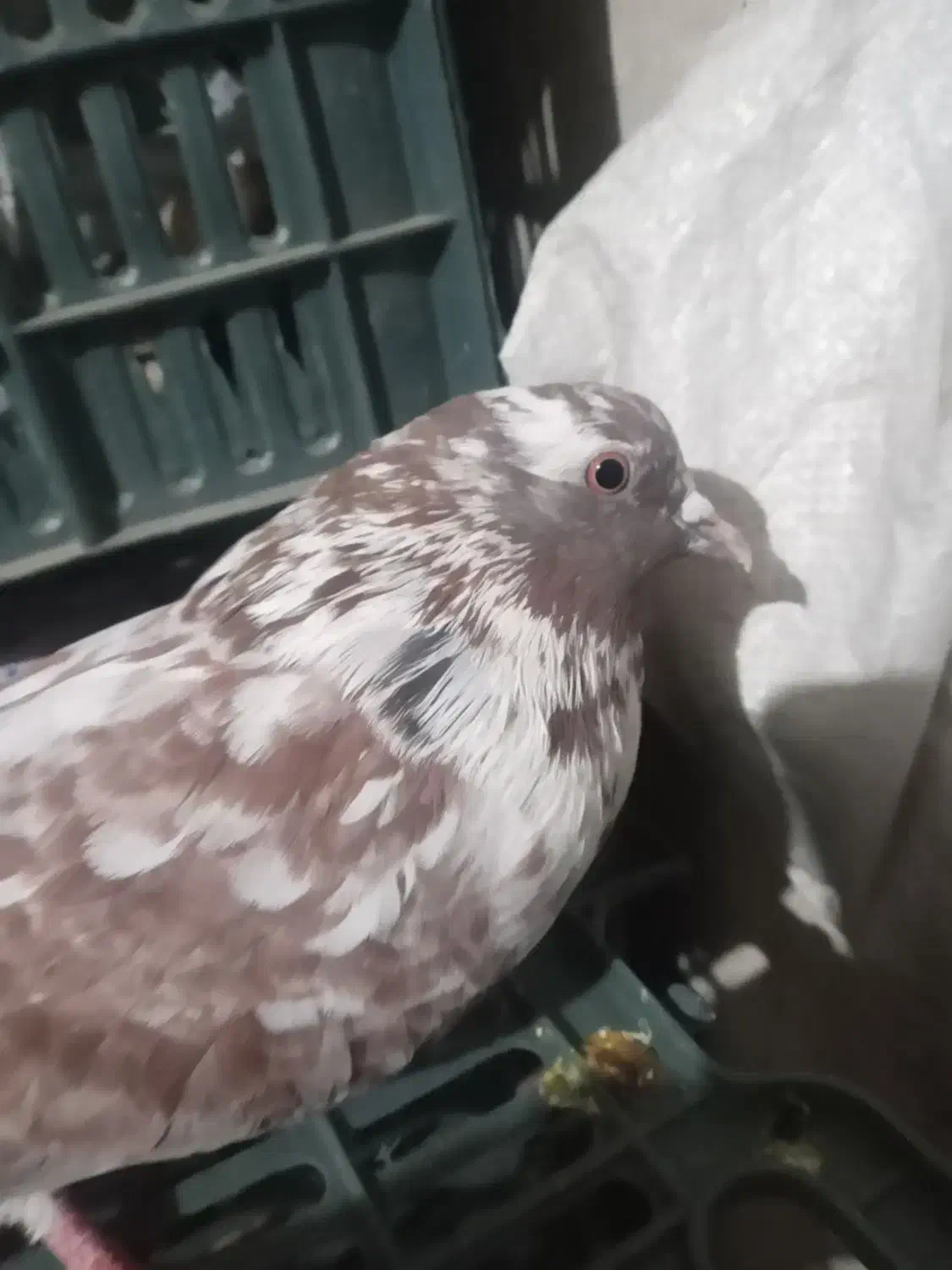 کبوتر|پرنده|پیرانشهر, |دیوار